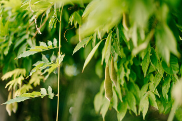 Wisteria seeds in pods hang on green branches among dense foliage