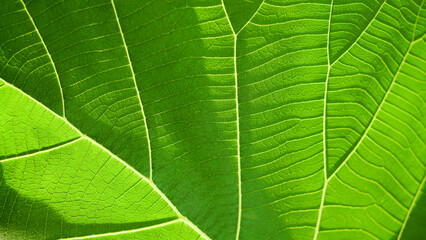 Patterned green teak leaf, leaves texture for abstract seamless background.Beautiful patterns, space for work, vintage wallpaper, close up.Horizontal.