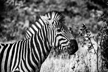 Fototapeta na wymiar Grayscale shot of a zebra in its natural habitat