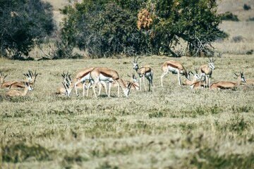 Herd of springboks in the field on a sunny day - obrazy, fototapety, plakaty
