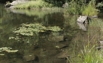 Vermont Pond in Summer with Lily Pads, rocks, clear water, color, sun, calm, peaceful, serene