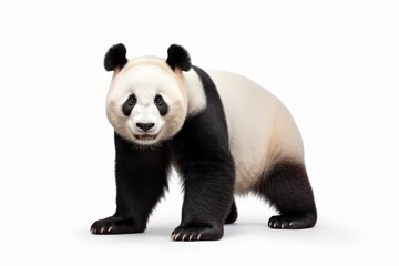 giant panda bear - obrazy, fototapety, plakaty