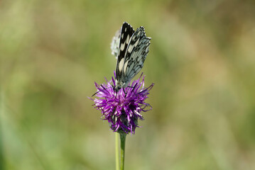 Marbled White (Melanargia galathea) butterfly sitting on a pink scabiosa in Zurich, Switzerland
