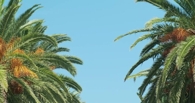 Orange fruits of date palms in green leaves on blue sky background. Palm fruits ripen on tree. Holidays in exotic hot country. Background for travel advertisement. Palm trees swaying. Natural backdrop
