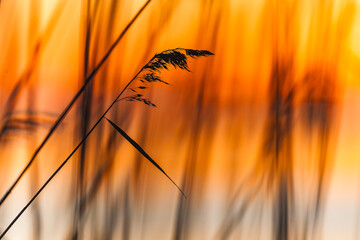 Stunning Sunset Landscape with Vibrant Yellow and Orange Plant Life in Sweden