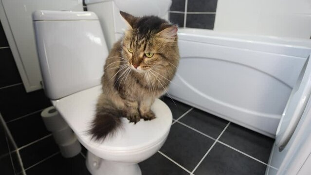 The cat is sitting on the toilet in the bathroom. Pet toilet.