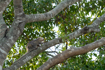 Brazilian porcupine on tree in brazilian Pantanal