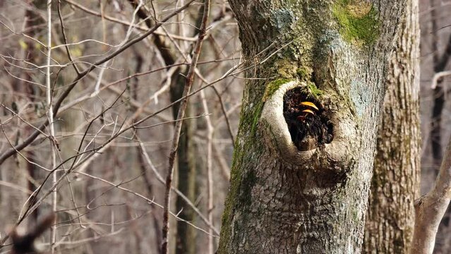 樹木の節のくぼみに連なって生えるキノコ　落葉した森の風景