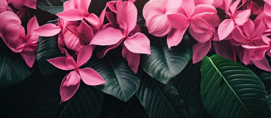 The beautiful pink floral background in the garden showcases the natural beauty of the tropical plant s green leaves evoking the essence of summer and spring in nature - obrazy, fototapety, plakaty