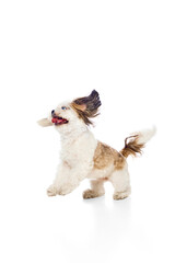 Playful active little dog, purebred Shih Tzu in motion, playing, running and jumping isolated on white studio background. Concept of domestic animals, vet, care, pet friends, action and motion.