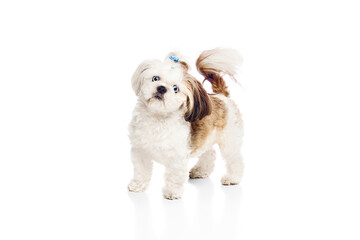 Adorable, beautiful, calm, cute purebred dog, Shih Tzu with hair bow, standing and looking isolated on white studio background. Concept of domestic animals, vet, care, pet friends, action and motion.