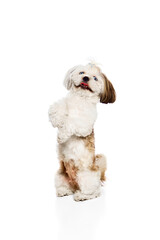 Smart, playful, adorable, smiling purebred dog, Shih Tzu standing on hind legs isolated on white studio background. Concept of domestic animals, vet, care, pet friends, action and motion.