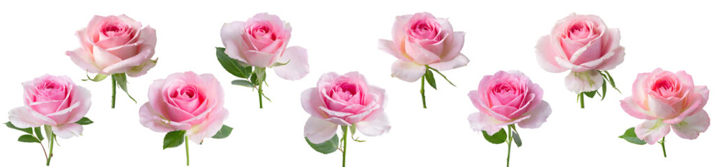 Fototapeta premium Pink roses collection isolated on transparent background.