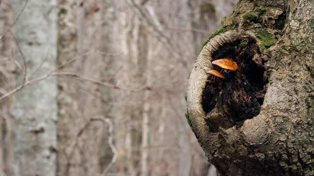 樹木の節のくぼみに連なって生えるキノコ　落葉した森の風景