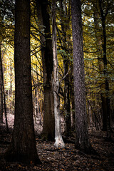 a dry white tree in the middle of an autumn forest