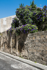 Purple plant over a wall
