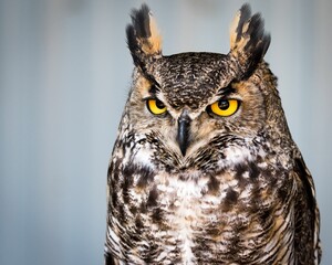 Beautiful portrait of a great horned owl