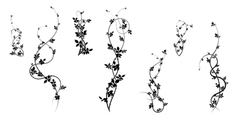 Fotobehang ivy pattern hawthorn plant for ornament. stock © antondzyna