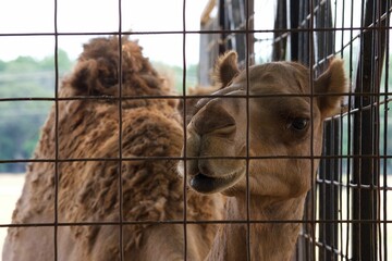 Closeup of Dromedary camel in cage at the zoo