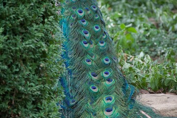 Obraz premium Closeup of beautiful multicolored peacock feathers under sunlight on background of green grass