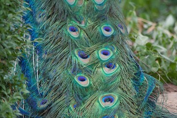 Closeup of beautiful multicolored peacock feathers under sunlight on background of green grass