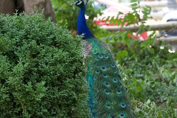 Obraz premium Beautiful male peacock with its enchanting multicolored feathers in green park
