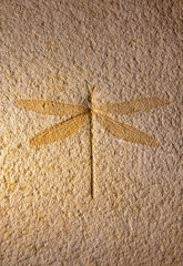 Fossilized dragonfly insect in the stone