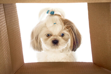 Funny looking, adorable purebred dog, Shih Tzu looking into carton box with interest isolated on...