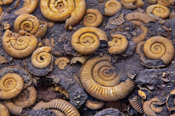 Fossilized ammonites in the rock
