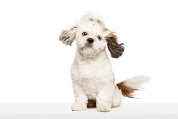 Beautiful, calm, smart purebred dog, Shih Tzu sitting and looking with interest isolated on white...