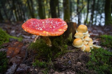 Fly Agara Mushrooms French Forest in Autumn