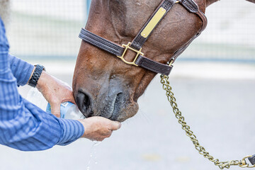 The nose and mouth of a brown horse drinking water from a man's hands being poured from a bottle. 