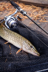 Freshwater pike and fishing equipment lies on landing net. Composition on wooden background with...