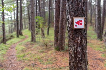 MTB route sign in a beautiful pine forest. Defocused background