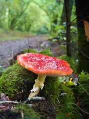 Fly Agara Mushrooms French Forest in Autumn