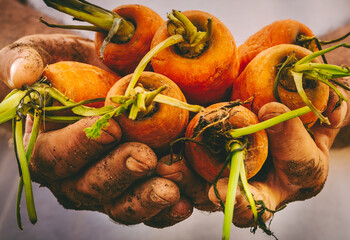 Close up of dirty man worker hands showing raw bio organic natural carrots from the ground. Earth work people lifestyle like farmer in harvest. Fresh and healthy vitamin vegetables concept