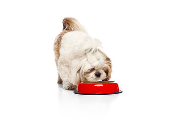 Fluffy, adorable purebred dog, Shih Tzu eating, drinking water from bowl isolated on white studio background. Concept of domestic animals, vet, care, pet friends, action and motion.