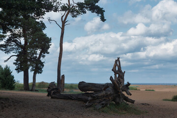 View of the sand dunes of the Gulf of Finland.