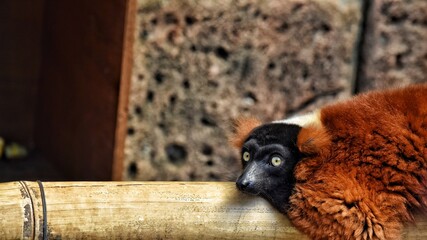 the raccoon is resting