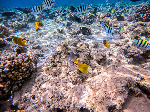 Checkerboard wrasse (Halichoeres hortulanus) at the Red Sea coral reef..
