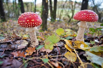 Fly Agara Mushrooms French Forest in Autumn