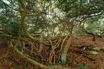 View of yew trees with curved branches in autumn