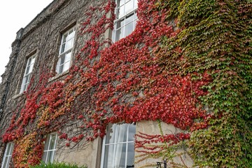 View of beautiful colorful maiden grape leaves growing on the walls of the mansion