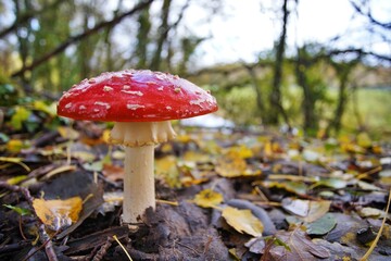 Fly Agara Mushrooms French Forest in Autumn