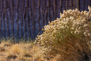 Close up of sagebrush in eastern Oregon's high desert region.