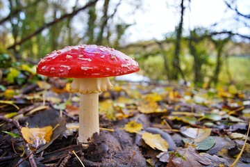 Fly Agara Mushrooms French Forest in Autumn