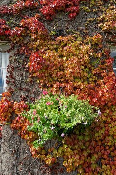 Vertical shot of beautiful colorful maiden grape leaves growing on the walls of the mansion