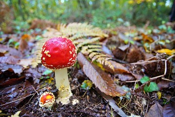 Fly Agara Mushrooms French Forest in Autumn