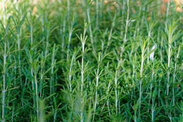Closeup shot of green tarragon (Artemisia dracunculus)