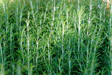 Closeup shot of green tarragon (Artemisia dracunculus)